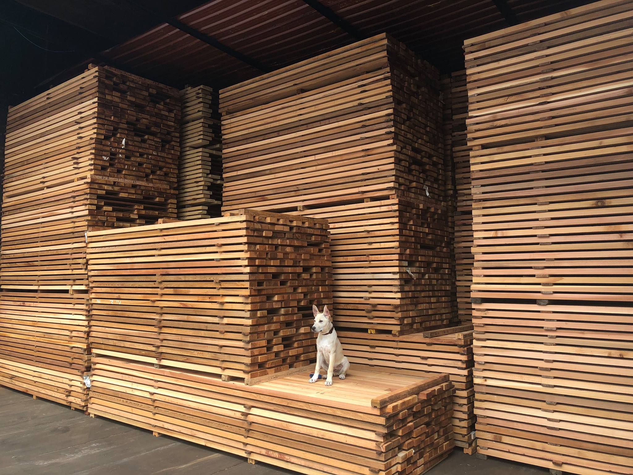 Lumber 101: Green vs. Kiln Dried | Lumberstore.ca